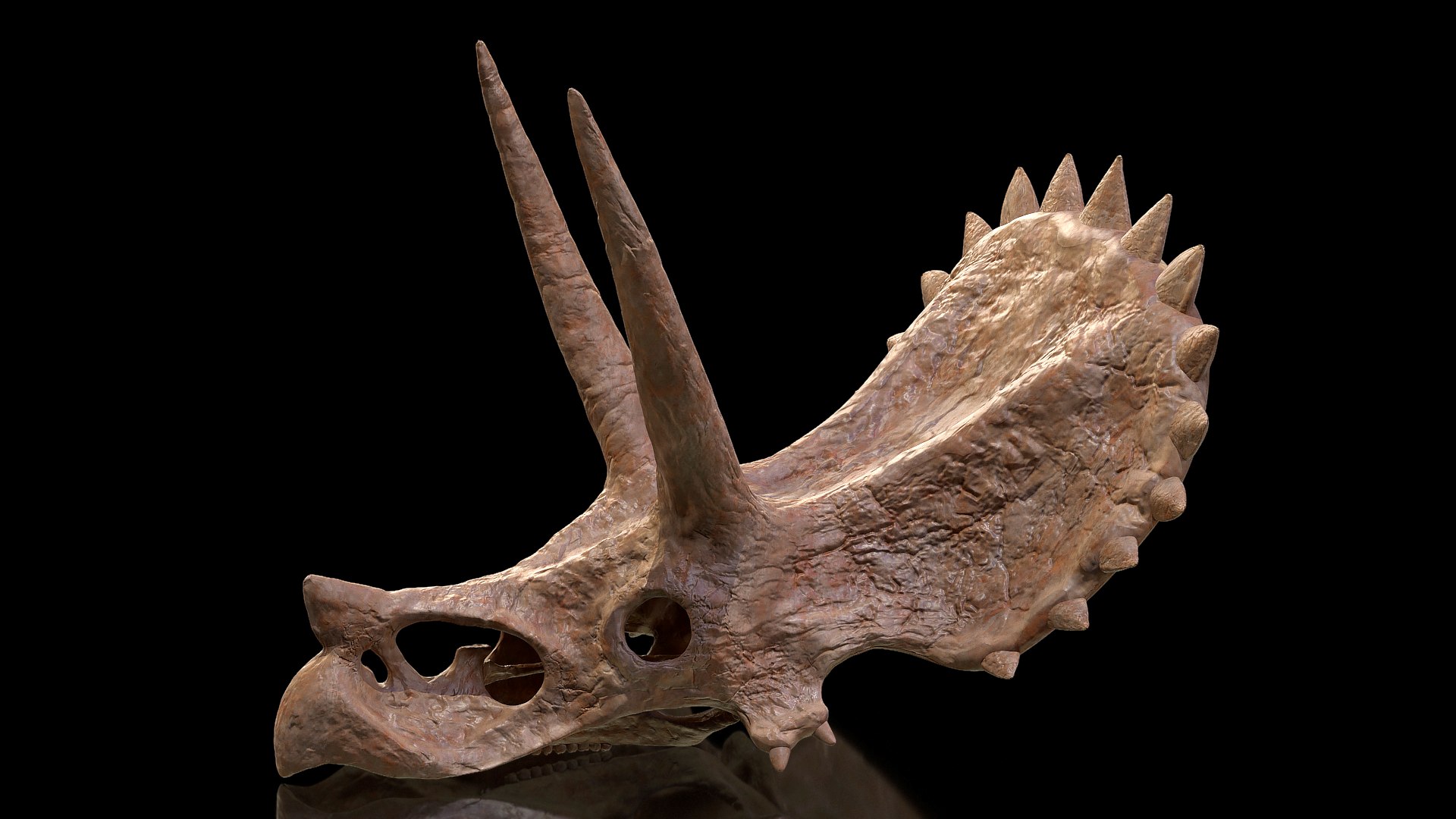 triceratops skull fossil 3D https://p.turbosquid.com/ts-thumb/iq/jKrGPM/4xV5iPYv/triceratopsskullpartfossilmb3dmodel001/jpg/1580731889/1920x1080/fit_q87/eadd5fc95c472ef343d2c403717efe6907b35831/triceratopsskullpartfossilmb3dmodel001.jpg