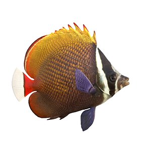 3D Red Tail Butterflyfish