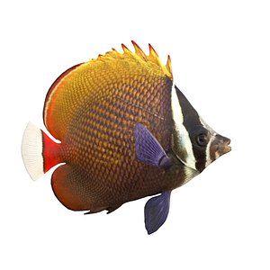 Red Tail Butterflyfish