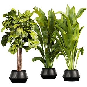 3D plant vol 895 - indoor - fiddle - banana model