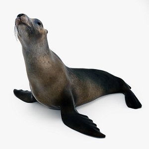 Sea lion