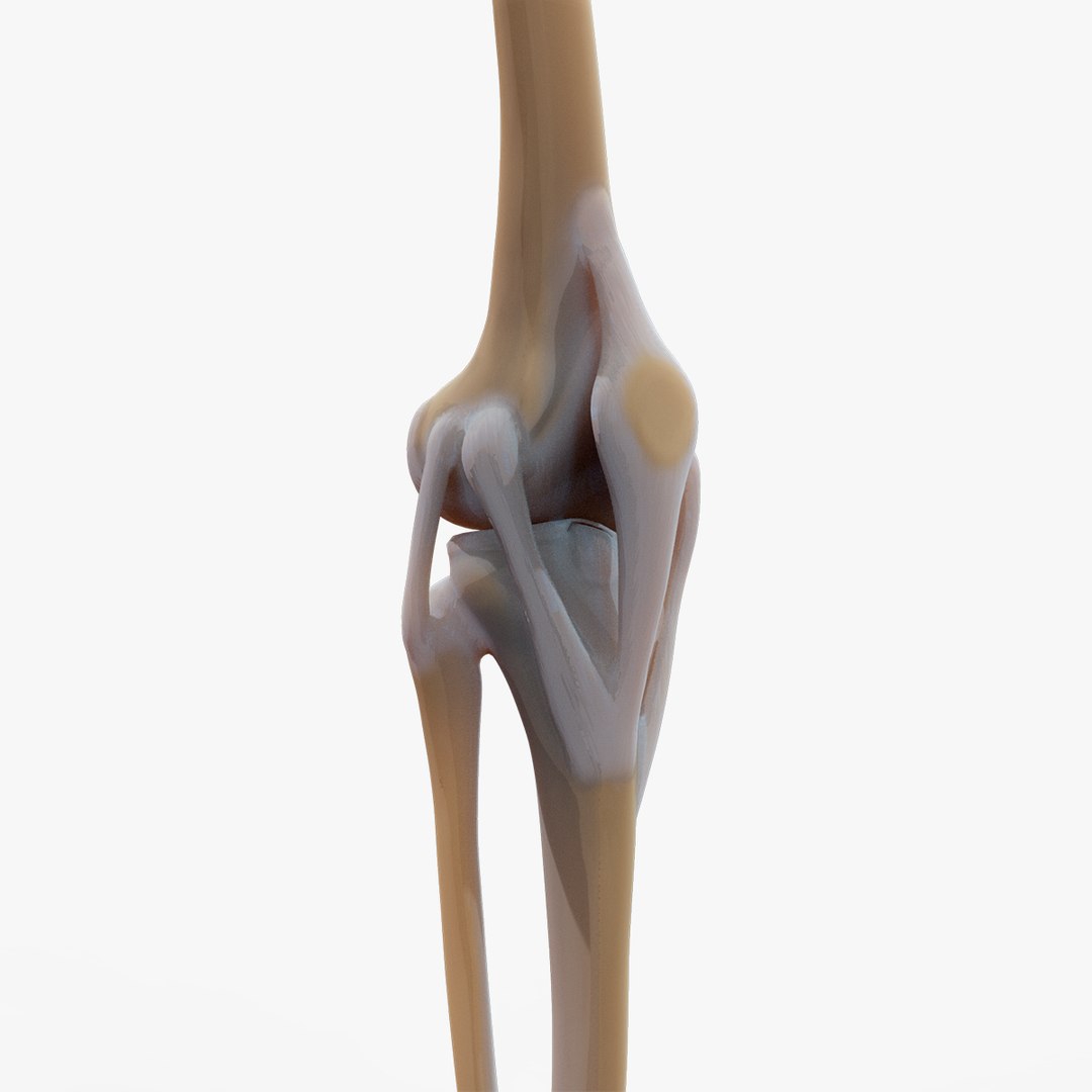 Knee Joint 3D - TurboSquid 1434946