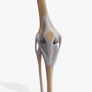 Knee joint