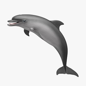 Tursiops Truncatus 'Common Bottlenose Dolphin'