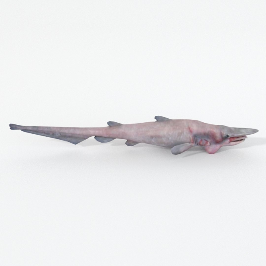Goblin Shark Model - TurboSquid 1397978