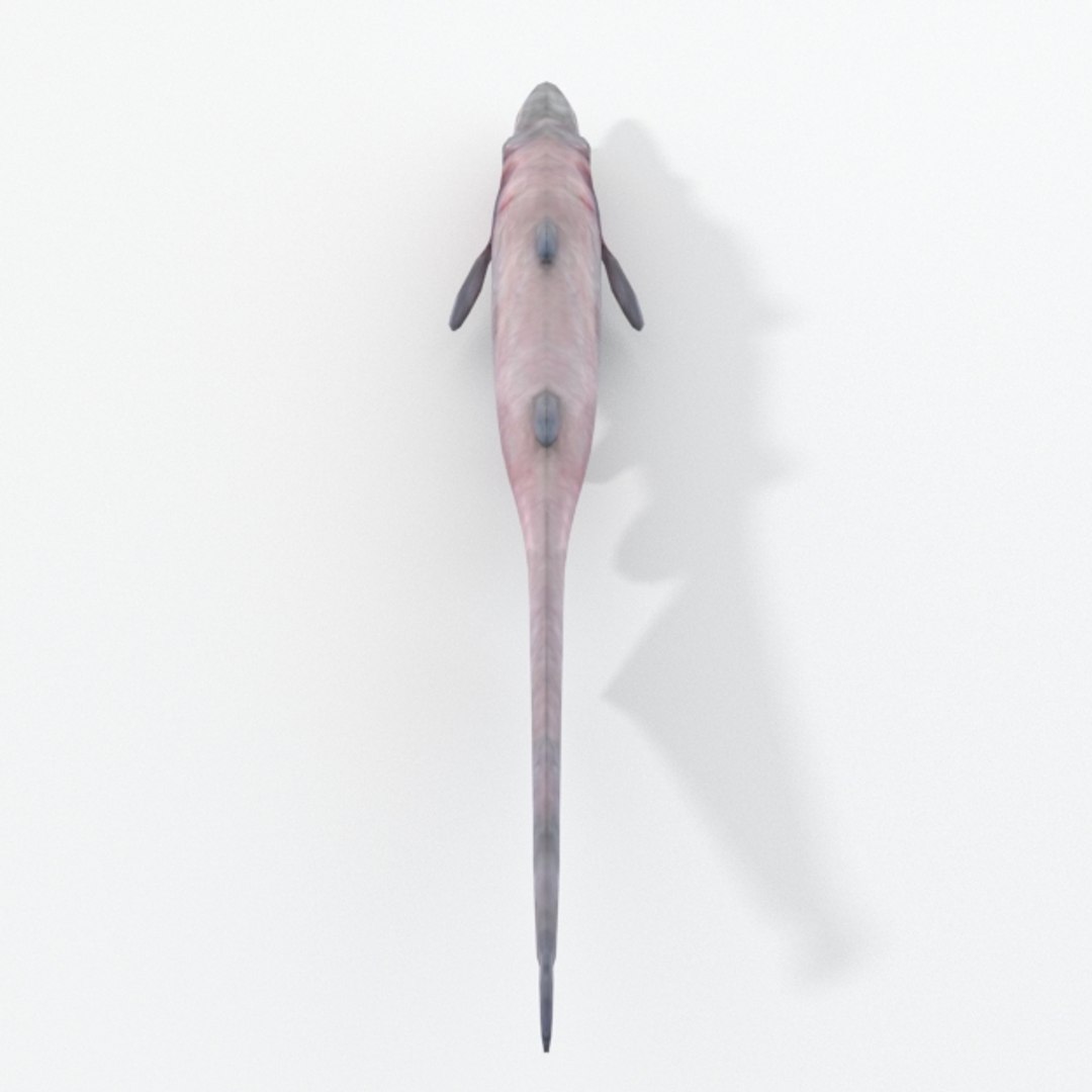 Goblin Shark Model - TurboSquid 1397978