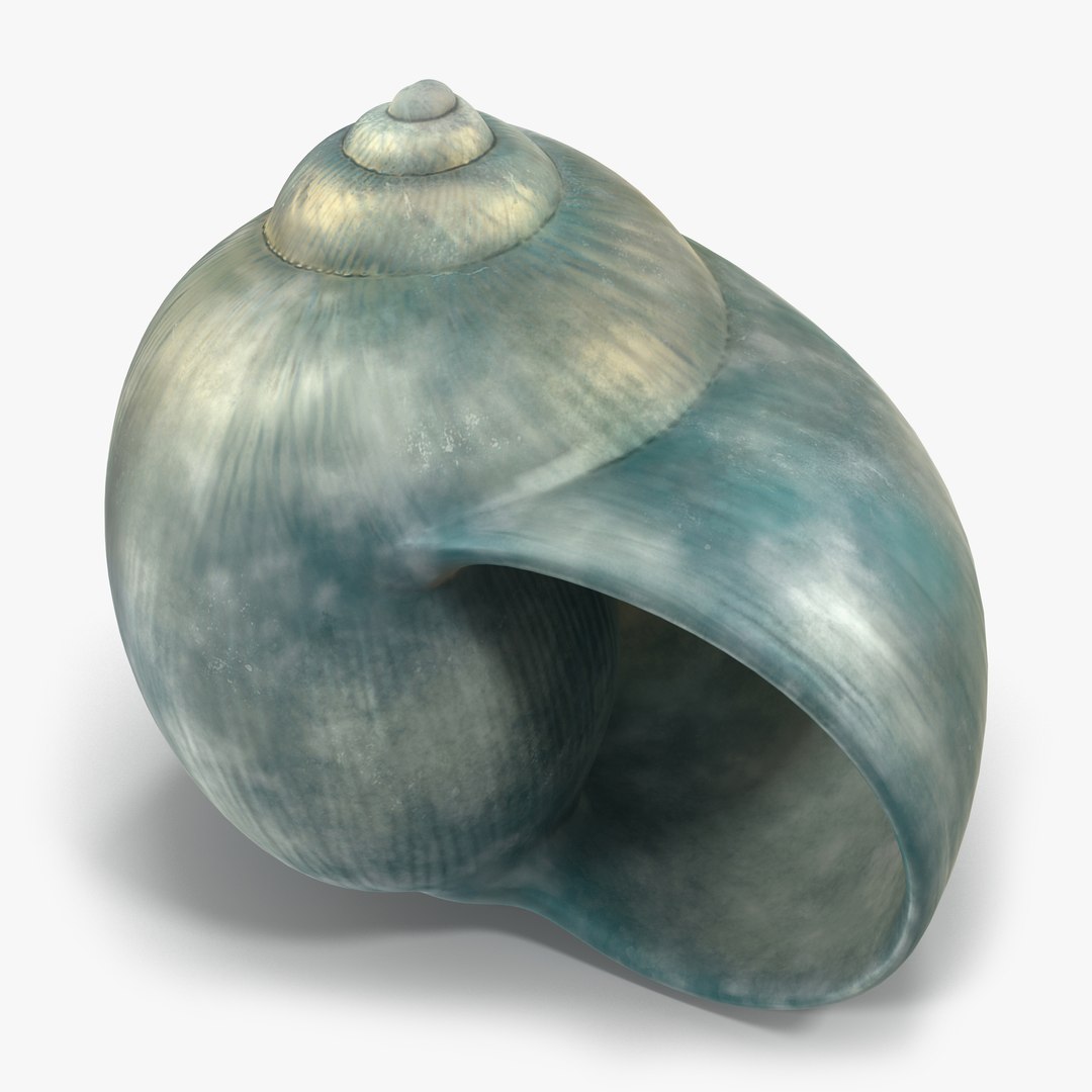 Seashell 2 3D model preview