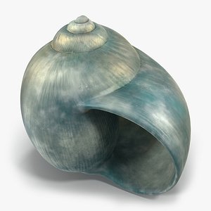 Seashell 2