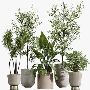 AV Indoor Plants Set 346 Alocasia Wentii and Olive Eucalyptus and Yucca Palm and Foliage Dollar 3D model