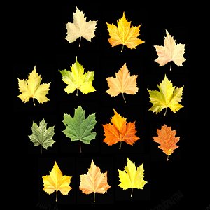 Leaves 01