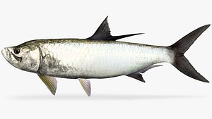 Tarpon Megalops