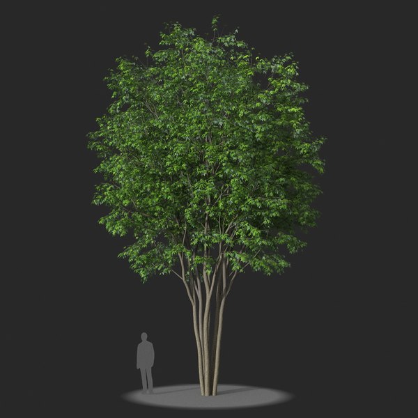 3D XfrogPlants Silver Maple - Acer Saccharinum model - TurboSquid 1719369