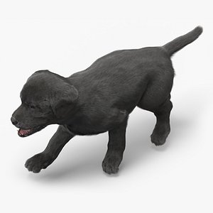 Happy Retriever Puppy Running Fur Animated Rigged model