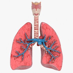 Lungs Cross Section Bronchial Vessels 3D model
