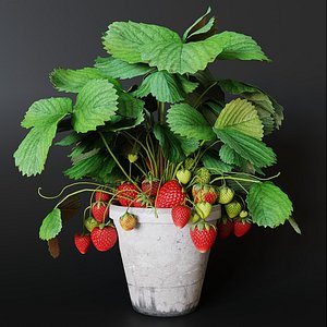 Strawberry in pot 3D model
