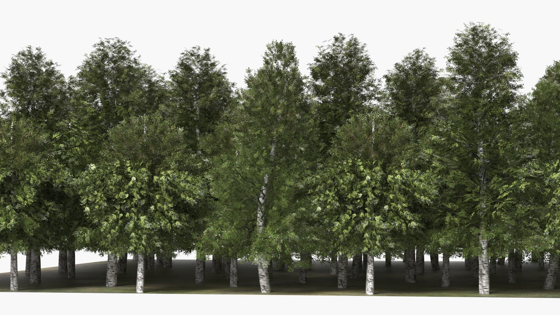 3D model Low Poly Birch Grove Woodland Cluster Green https://p.turbosquid.com/ts-thumb/is/5zmOBx/1C/low_poly_birch_grove_woodland_cluster_green_009/jpg/1782471412/1920x1080/fit_q87/0bc93ebfd5d527f82797516650db5bbf35c1eb81/low_poly_birch_grove_woodland_cluster_green_009.jpg