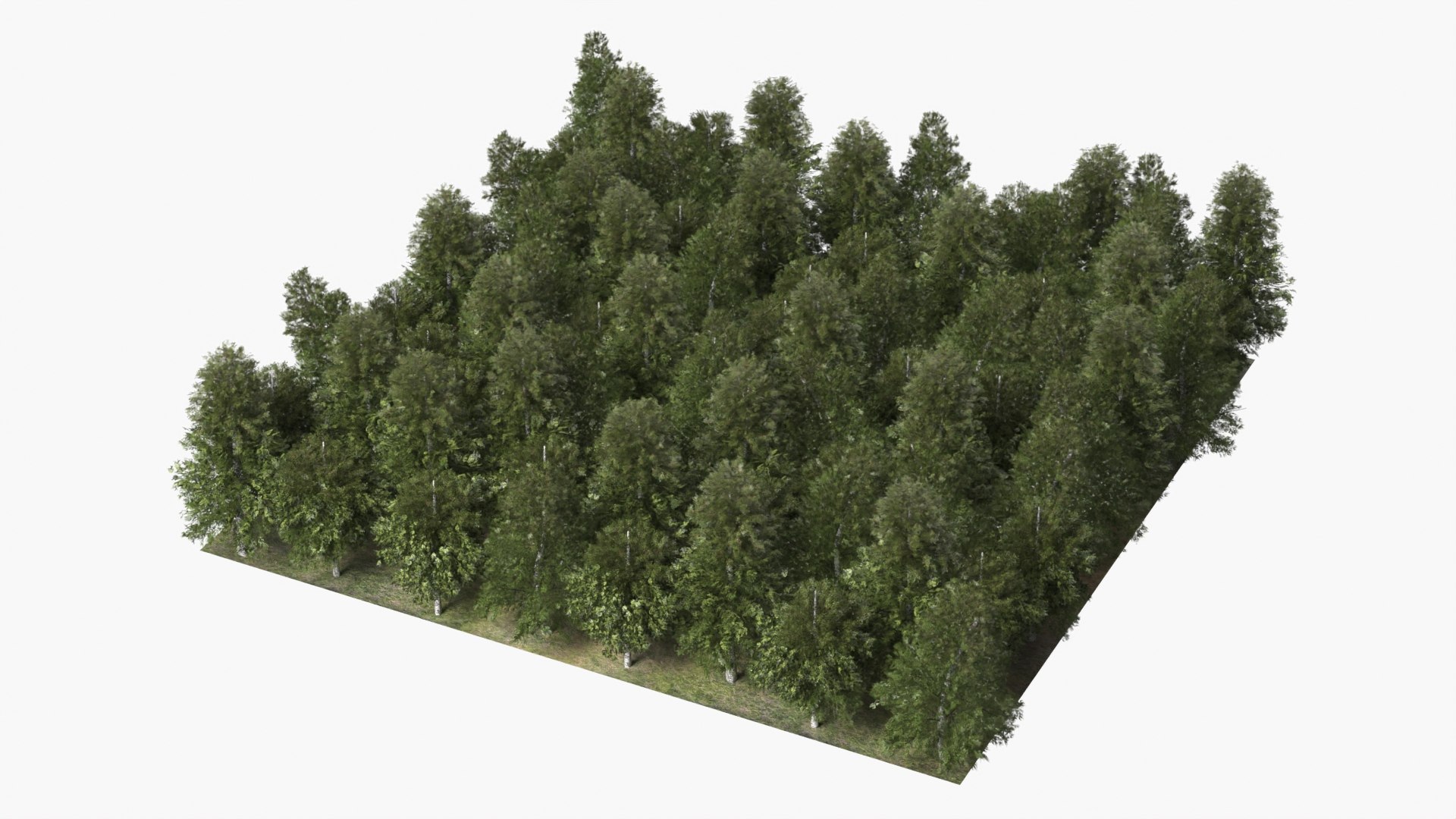 3D model Low Poly Birch Grove Woodland Cluster Green https://p.turbosquid.com/ts-thumb/is/5zmOBx/5s/low_poly_birch_grove_woodland_cluster_green_006/jpg/1782471402/1920x1080/fit_q87/99ce81d6df23e2aa6859cc4bb76516c4fb1aee66/low_poly_birch_grove_woodland_cluster_green_006.jpg