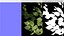 Low Poly Birch Grove Woodland Cluster Green