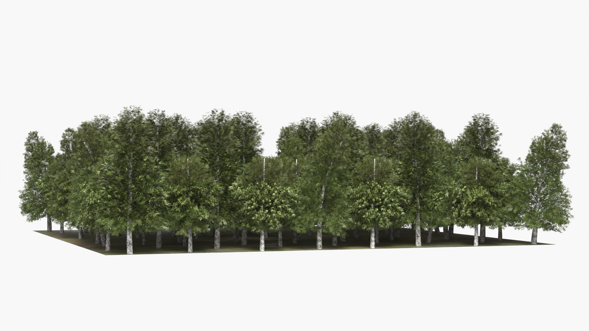 3D model Low Poly Birch Grove Woodland Cluster Green https://p.turbosquid.com/ts-thumb/is/5zmOBx/SA/low_poly_birch_grove_woodland_cluster_green_005/jpg/1782471399/1920x1080/fit_q87/5ace9fa72edee52c555f49dbfef7852db7faecde/low_poly_birch_grove_woodland_cluster_green_005.jpg