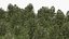 Low Poly Birch Grove Woodland Cluster Green