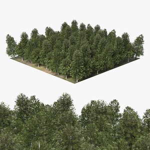 Low Poly Birch Grove Woodland Cluster Green