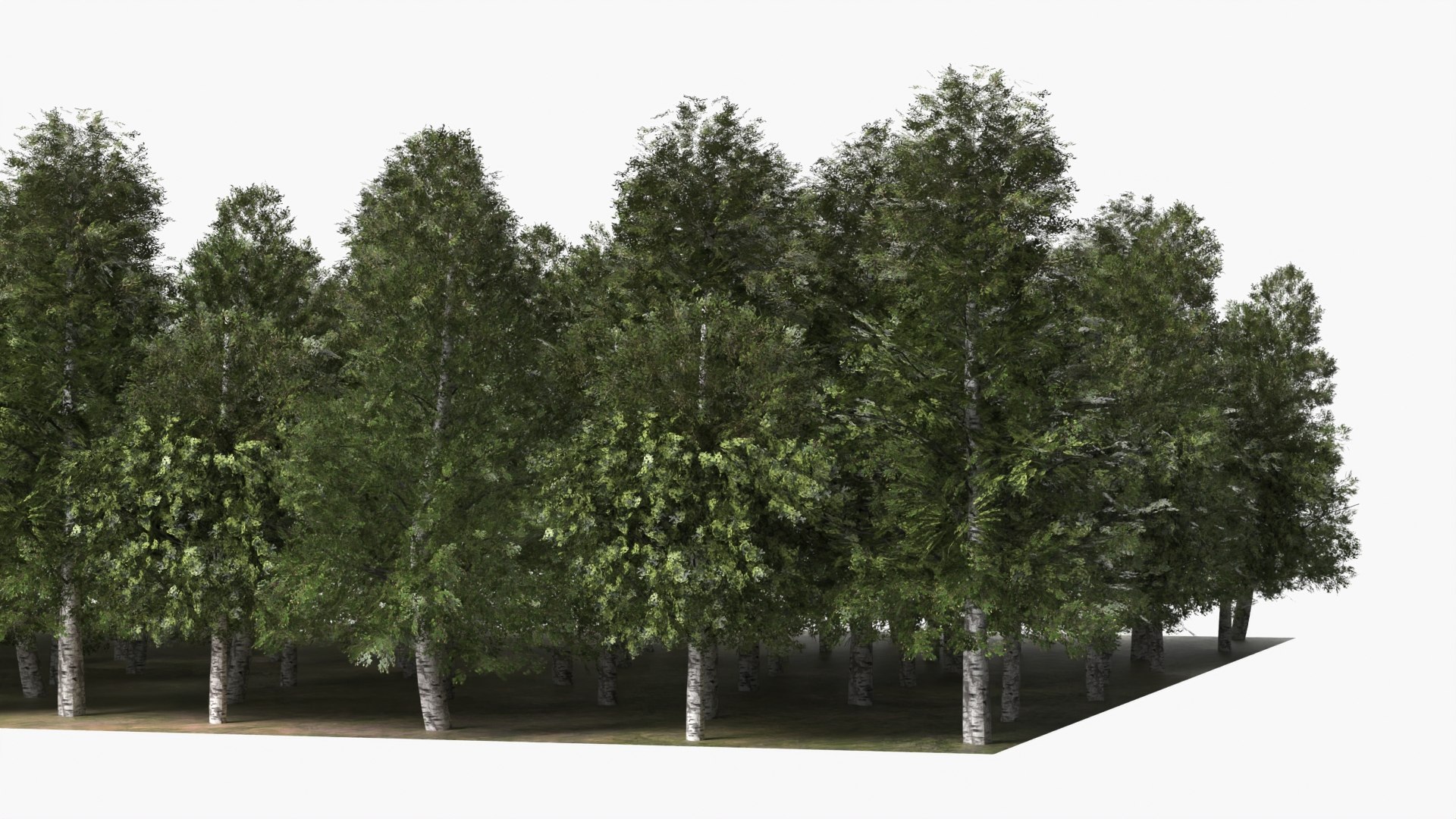 3D model Low Poly Birch Grove Woodland Cluster Green https://p.turbosquid.com/ts-thumb/is/5zmOBx/zY/low_poly_birch_grove_woodland_cluster_green_007/jpg/1782471406/1920x1080/fit_q87/1338cf74beffe0da512d338baa05e56ed0ee0f59/low_poly_birch_grove_woodland_cluster_green_007.jpg