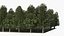 Low Poly Birch Grove Woodland Cluster Green