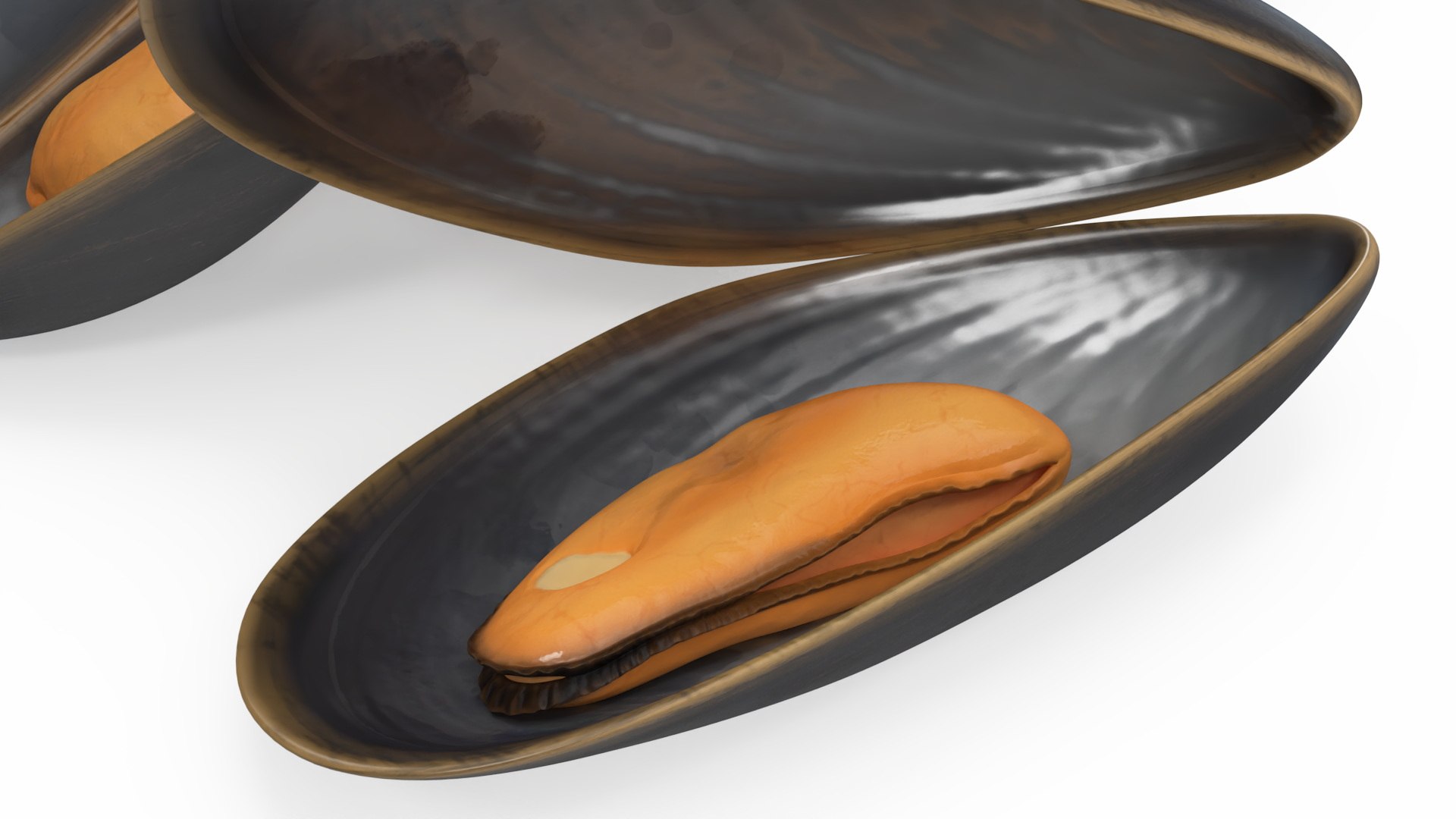 Pile of Boiled Mussels 3D model https://p.turbosquid.com/ts-thumb/is/9PSKX7/Eu/pileofboiledmusselsc4dmodel009/jpg/1725506525/1920x1080/fit_q87/aef58e930d45d43d245ffba73925844c4095a412/pileofboiledmusselsc4dmodel009.jpg