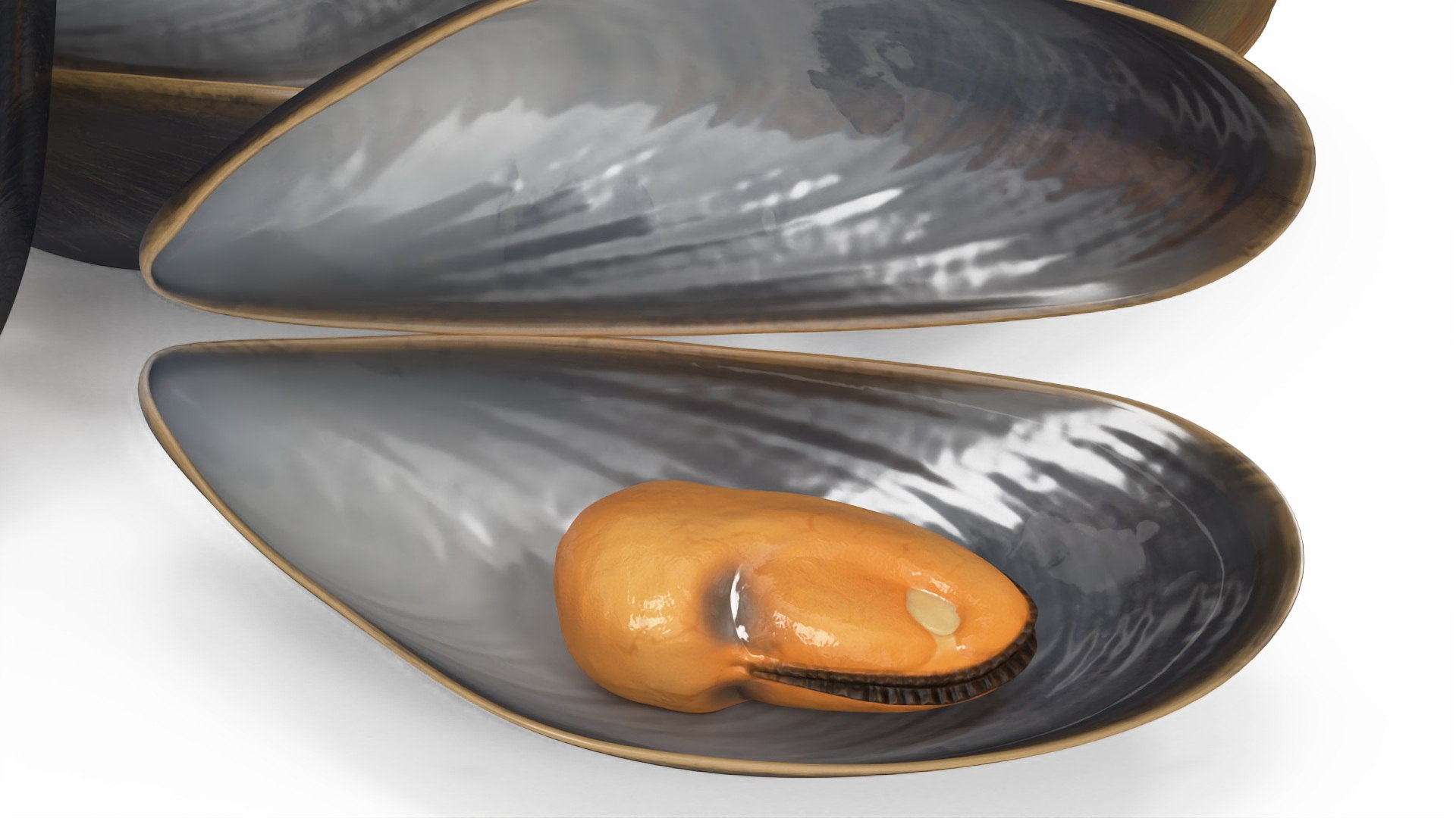 Pile of Boiled Mussels 3D model https://p.turbosquid.com/ts-thumb/is/9PSKX7/gD/pileofboiledmusselsc4dmodel008/jpg/1725506522/1920x1080/fit_q87/21db8e92e058a82236597f5b3477259b0f32e6cb/pileofboiledmusselsc4dmodel008.jpg