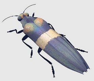 jewelbeetle