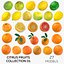3D Citrus Fruits Collection 01 - 27 models model