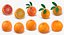 3D Citrus Fruits Collection 01 - 27 models model