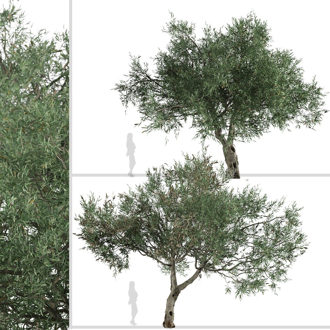 Set of Olive or Olea europaea Tree - 2 Trees 3D model https://p.turbosquid.com/ts-thumb/is/GtyvPk/Cq/olivetree2/jpg/1669932652/1920x1080/fit_q87/690c1ccf1b799dc4432fd3e4e1929a5f9def9698/olivetree2.jpg