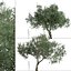 Set di olivo o albero di Olea europaea - 2 alberi