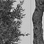 Set di olivo o albero di Olea europaea - 2 alberi