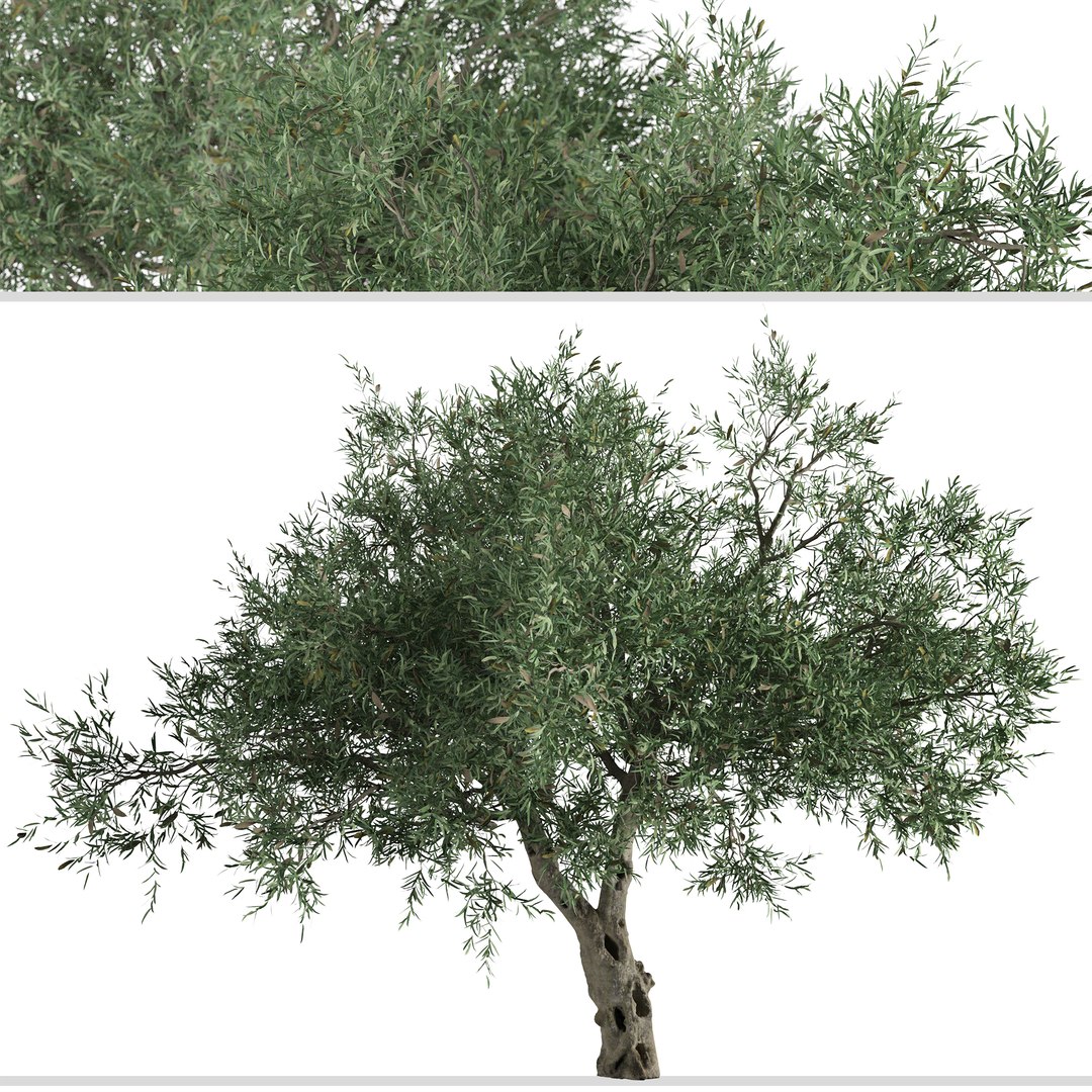 Set of Olive or Olea europaea Tree - 2 Trees 3D model https://p.turbosquid.com/ts-thumb/is/GtyvPk/Lc/olivetree1/jpg/1669930063/1920x1080/fit_q87/018499d5135adcc18455b5e1f4475ff2e18088c5/olivetree1.jpg