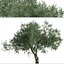 Set di olivo o albero di Olea europaea - 2 alberi
