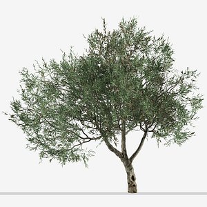 Set of Olive or Olea europaea Tree - 2 Trees 3D model