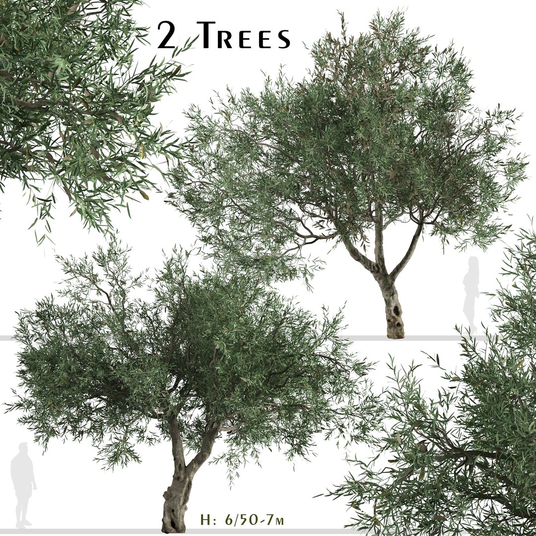 Set of Olive or Olea europaea Tree - 2 Trees 3D model https://p.turbosquid.com/ts-thumb/is/GtyvPk/gh/olivetreeset/jpg/1669932662/1920x1080/fit_q87/94104a2511680c5ef71893448e3c45ff6c9af555/olivetreeset.jpg