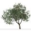Set di olivo o albero di Olea europaea - 2 alberi