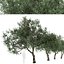 Set di olivo o albero di Olea europaea - 2 alberi