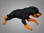 Perro rottweiler