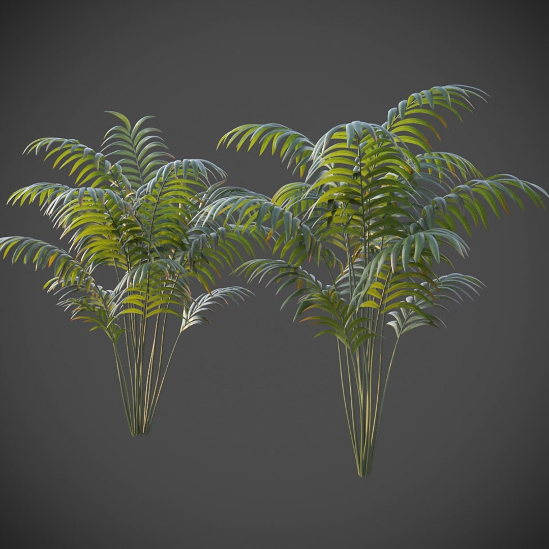 XfrogPlants Hoewa Forsteriana 3D model https://p.turbosquid.com/ts-thumb/is/bOXSov/6V/howea_f02/jpg/1620944759/1920x1080/fit_q87/73ccfe49009c28d8ca1826b3ec3dd8ebe6b7a07e/howea_f02.jpg