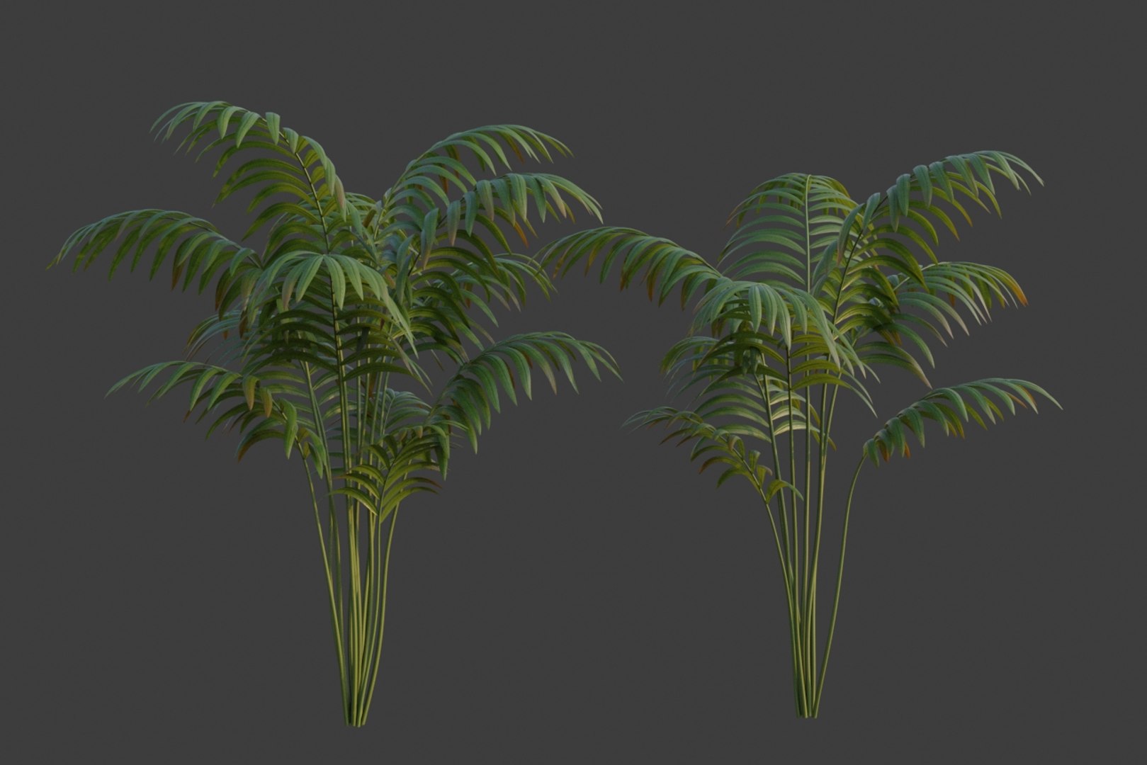 XfrogPlants Hoewa Forsteriana 3D model https://p.turbosquid.com/ts-thumb/is/bOXSov/MH/howea_f03/jpg/1620944763/1920x1080/fit_q87/e60b0c0ba048025cdfdc806520d1862d26df1972/howea_f03.jpg