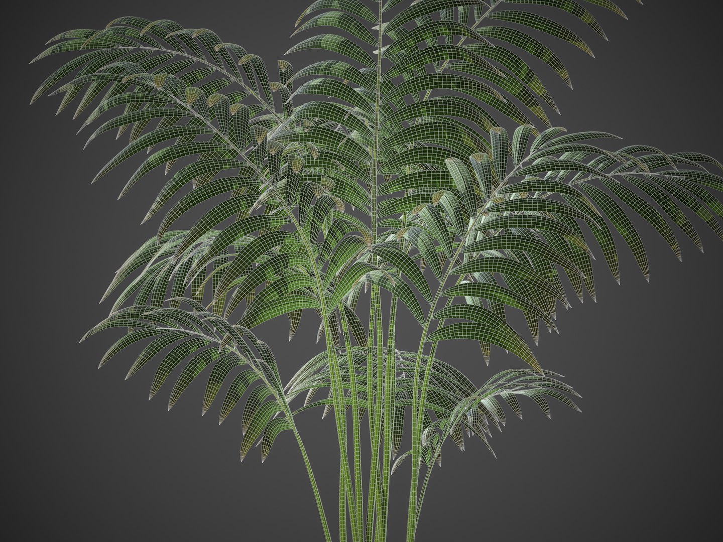 XfrogPlants Hoewa Forsteriana 3D model https://p.turbosquid.com/ts-thumb/is/bOXSov/Sg/screenshot041/jpg/1620944785/1920x1080/fit_q87/ec3e2651454d008f41b6ec9f7b9fd2183be13447/screenshot041.jpg