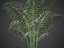 XfrogPlants Hoewa Forsteriana