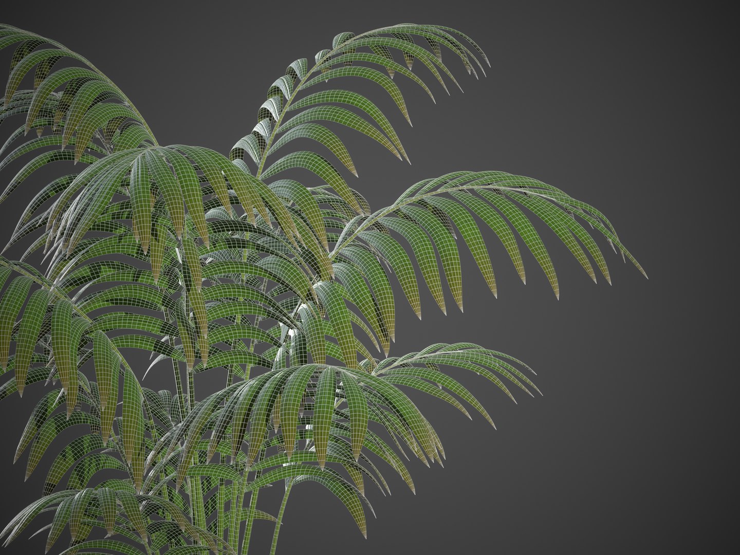 XfrogPlants Hoewa Forsteriana 3D model https://p.turbosquid.com/ts-thumb/is/bOXSov/hU/screenshot040/jpg/1620944783/1920x1080/fit_q87/7c9fc33c4a8bfcceccca87db43dbb403af28d6e7/screenshot040.jpg