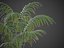 XfrogPlants Hoewa Forsteriana