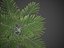 XfrogPlants Hoewa Forsteriana