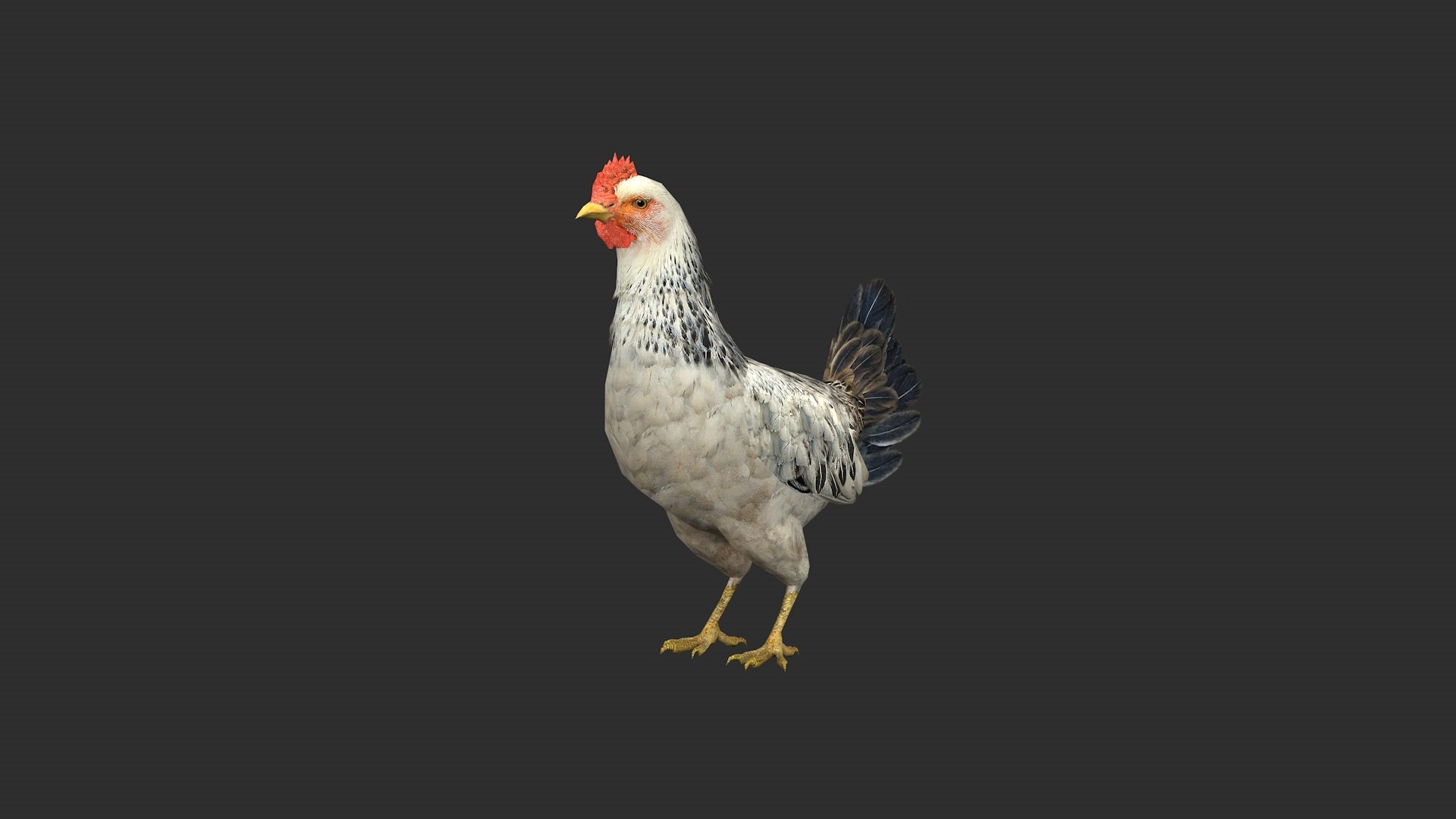 3D Chicken - TurboSquid 2369840